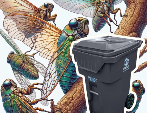 Cicada Disposal Guide